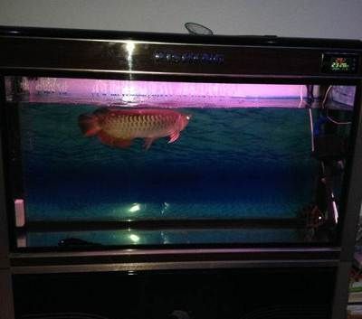 龍魚魚缸晚上開燈好還是關(guān)燈好：龍魚魚缸晚上開燈好還是關(guān)燈好龍魚魚缸晚上開燈好