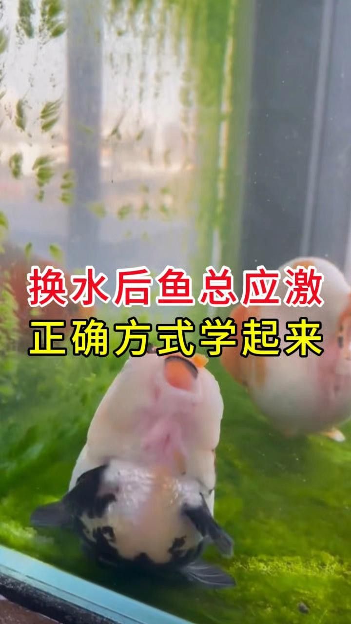 紅龍魚換水后如何緩解應激反應？