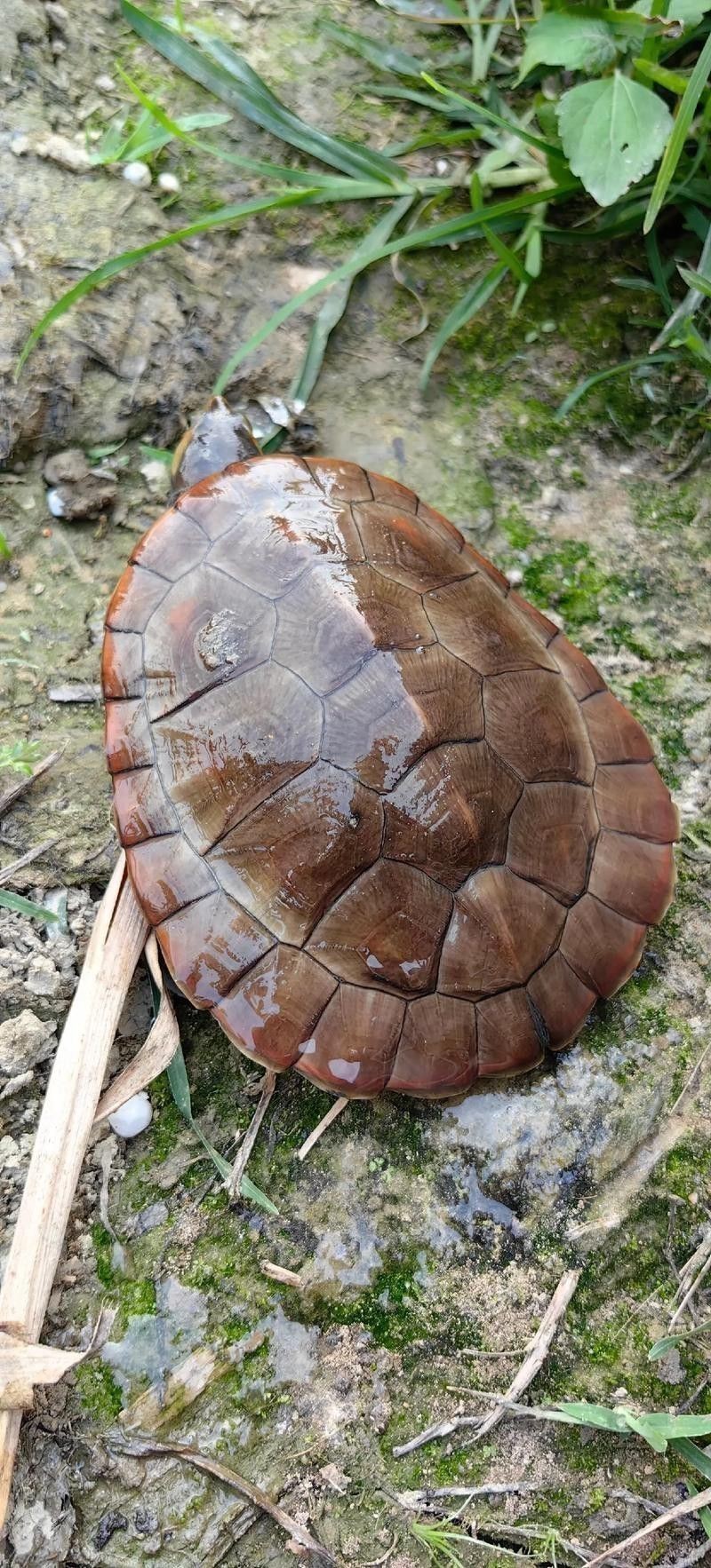 推薦一些適合與龍魚混養(yǎng)的龜類