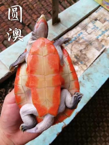 推薦一些適合與龍魚混養(yǎng)的龜類