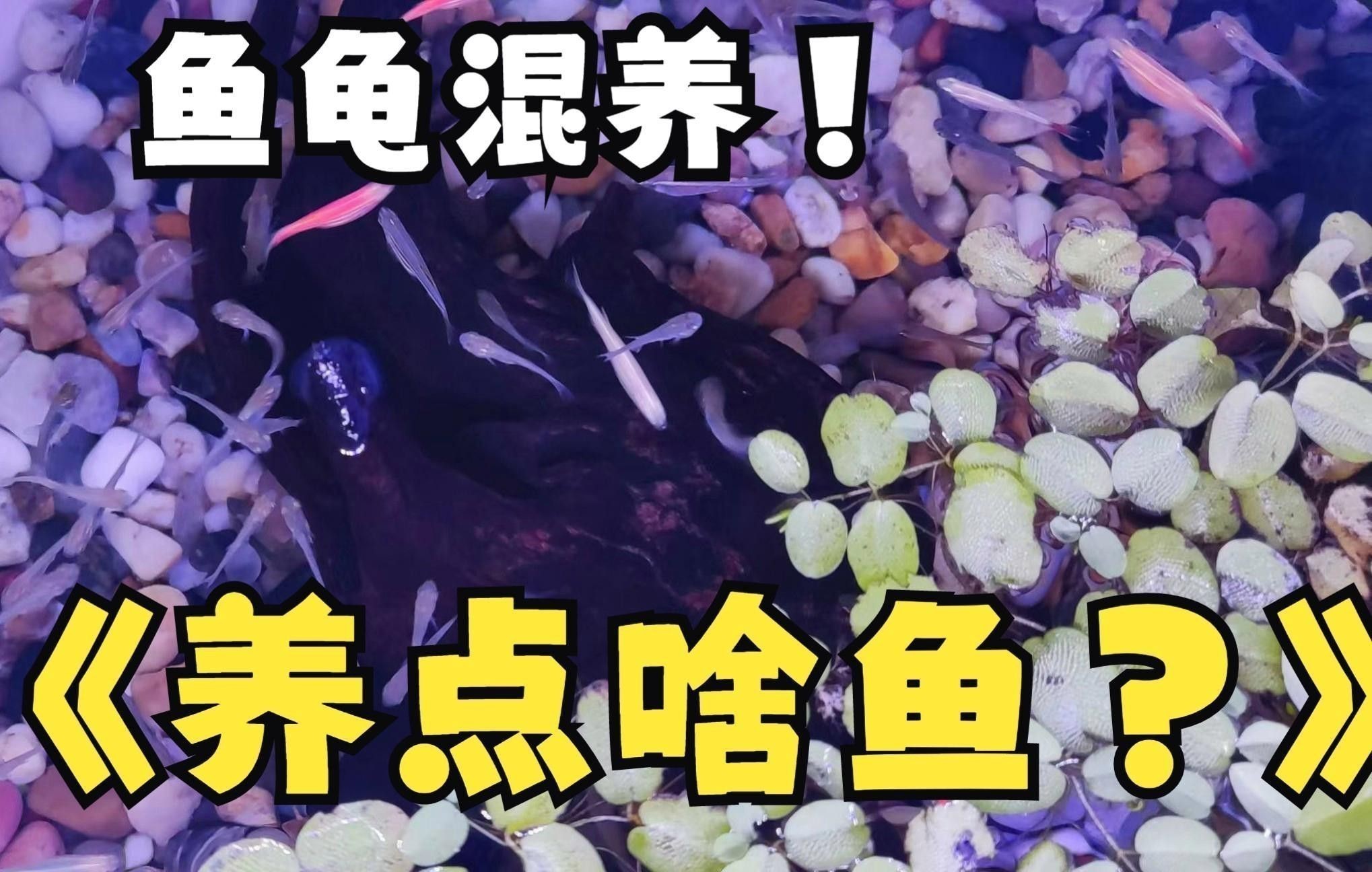 推薦一些適合與龍魚混養(yǎng)的龜類