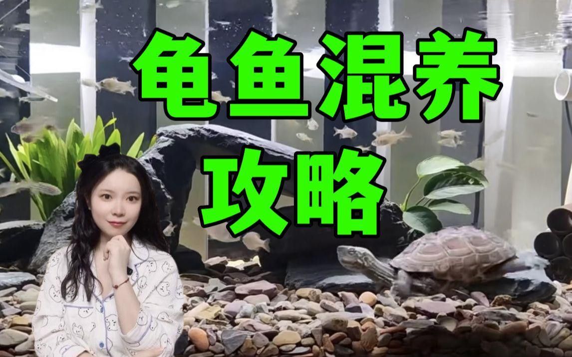 推薦一些適合與龍魚混養(yǎng)的龜類