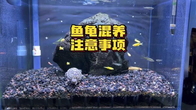 推薦一些適合與龍魚混養(yǎng)的龜類