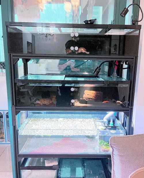 推薦一些適合與龍魚混養(yǎng)的龜類