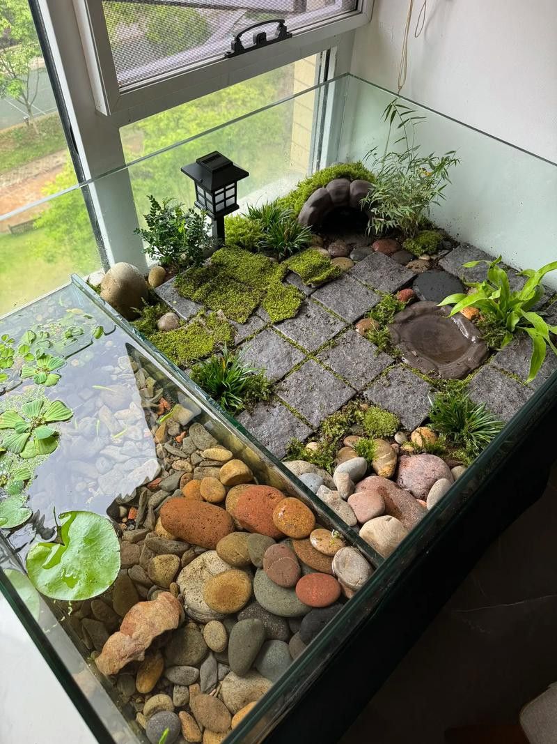 推薦一些適合與龍魚混養(yǎng)的龜類