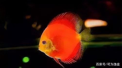 龍魚黑斑病
