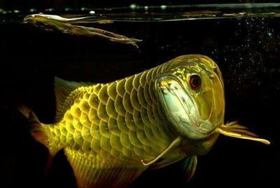 金龍魚都吃什么最好養活：金龍魚的飲食習慣和飼養要點
