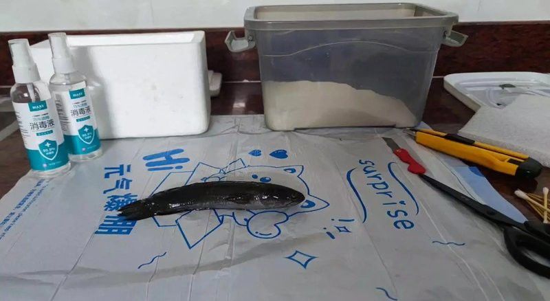 如何判斷龍魚標(biāo)本是否制作完成？
