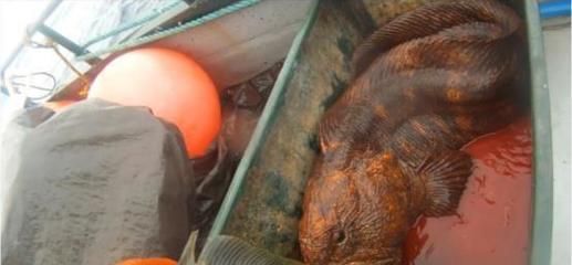 龍魚狀態不好,一驚一乍怎么回事呢：龍魚狀態不好、一驚一乍的原因