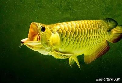 金龍魚寵物魚：寵物大全:金龍魚飼養(yǎng)金龍魚的正確方法知識介紹