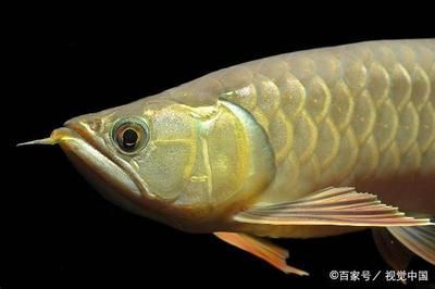 金龍魚寵物魚：寵物大全:金龍魚飼養(yǎng)金龍魚的正確方法知識介紹