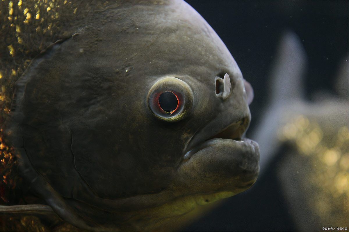 一條食人魚可以與龍魚混養嗎