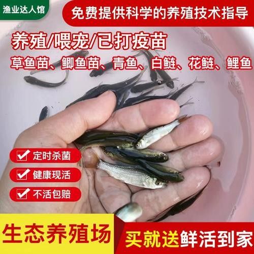 銀龍魚(yú)可以喂小魚(yú)苗嗎圖片