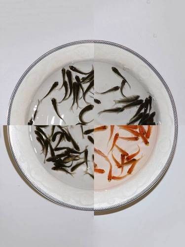 銀龍魚可以喂小魚苗嗎圖片