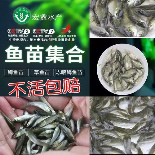 銀龍魚(yú)可以喂小魚(yú)苗嗎圖片