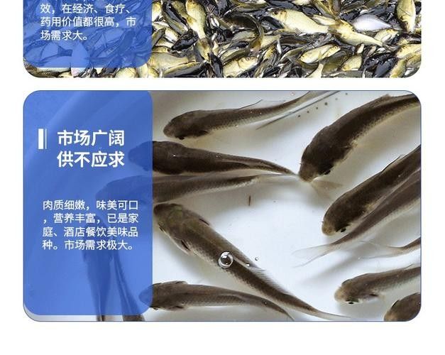 銀龍魚(yú)可以喂小魚(yú)苗嗎圖片