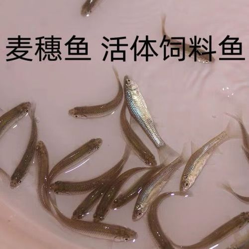 銀龍魚可以喂小魚苗嗎圖片