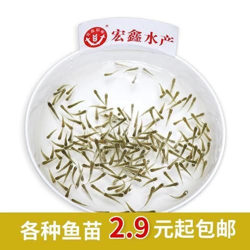 銀龍魚(yú)可以喂小魚(yú)苗嗎圖片