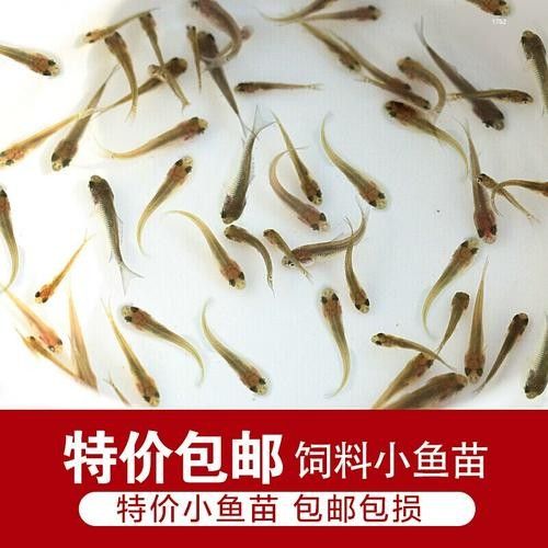 銀龍魚(yú)可以喂小魚(yú)苗嗎圖片