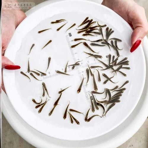 銀龍魚可以喂小魚苗嗎圖片