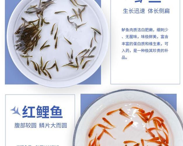 銀龍魚(yú)可以喂小魚(yú)苗嗎圖片