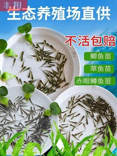 銀龍魚(yú)可以喂小魚(yú)苗嗎圖片