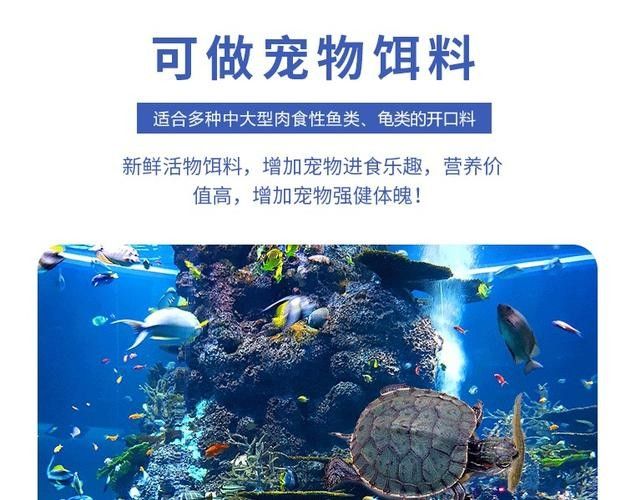 銀龍魚(yú)可以喂小魚(yú)苗嗎圖片