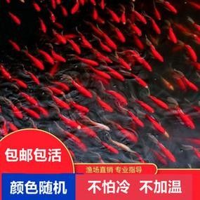 銀龍魚(yú)可以喂小魚(yú)苗嗎圖片