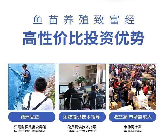 銀龍魚(yú)可以喂小魚(yú)苗嗎圖片