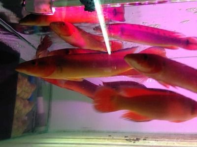 胭脂孔雀龍魚最佳飼養(yǎng)密度：胭脂孔雀龍魚最佳飼養(yǎng)密度為50至60尾/缸