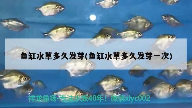 金龍魚好養(yǎng)嗎？成本高嗎（金龍魚的飼養(yǎng)難度和成本）