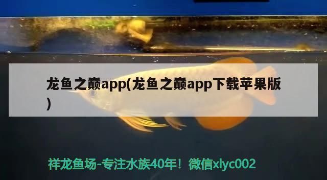 金龍魚怎么養殖最好：金龍魚養殖需要注意水溫和水質的要求