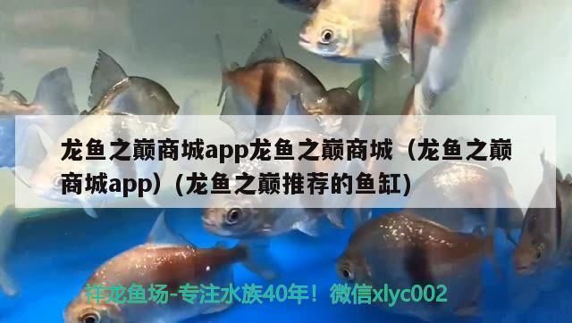 金龍魚怎么養殖最好：金龍魚養殖需要注意水溫和水質的要求