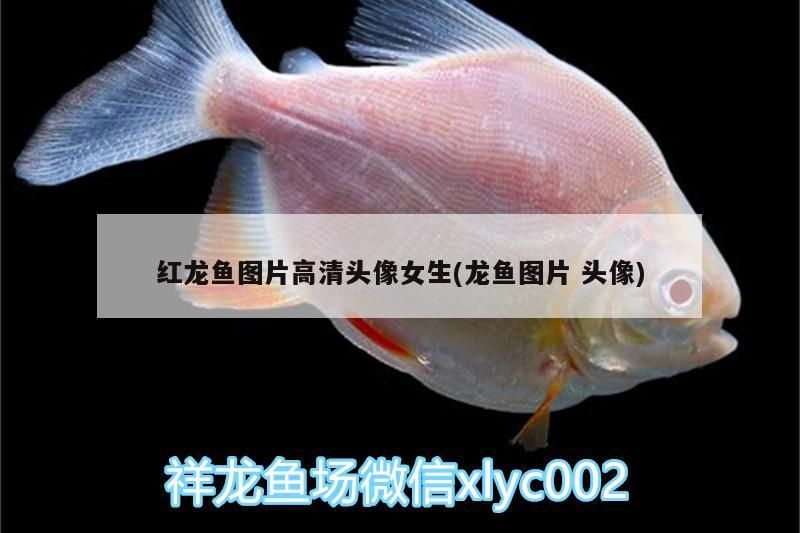 金龍魚能混養什么魚呢：金龍魚能混養什么魚呢