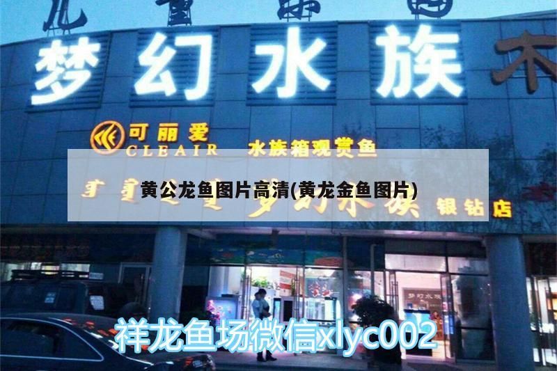 金龍魚能混養什么魚呢：金龍魚能混養什么魚呢