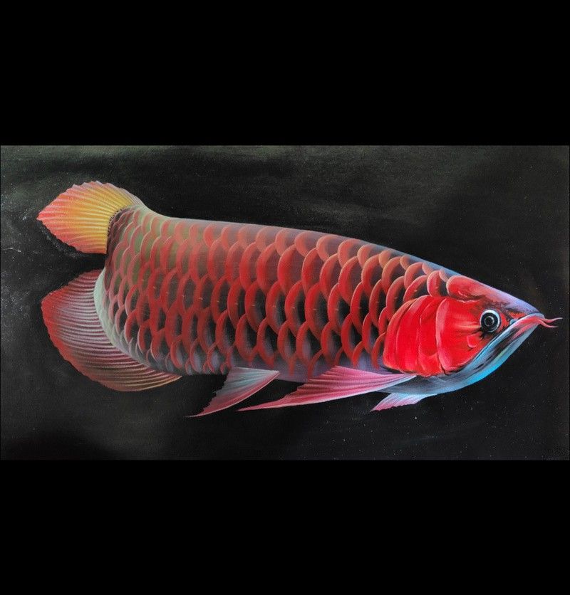 金龍魚背景圖片可愛高清