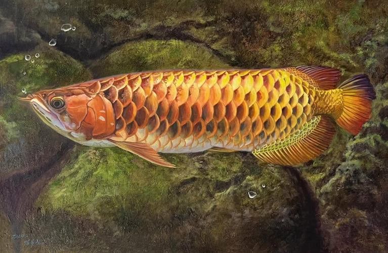 金龍魚背景圖片可愛高清