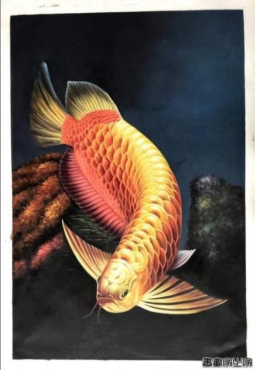 金龍魚背景圖片可愛高清