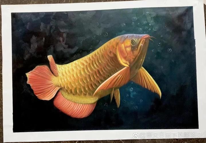 金龍魚背景圖片可愛高清