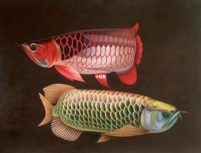 金龍魚背景圖片可愛高清