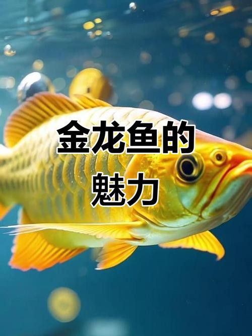 金龍魚背景圖片可愛高清