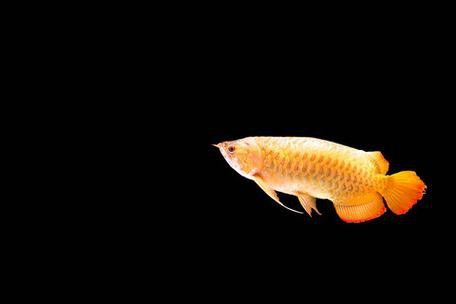 金龍魚背景圖片可愛高清