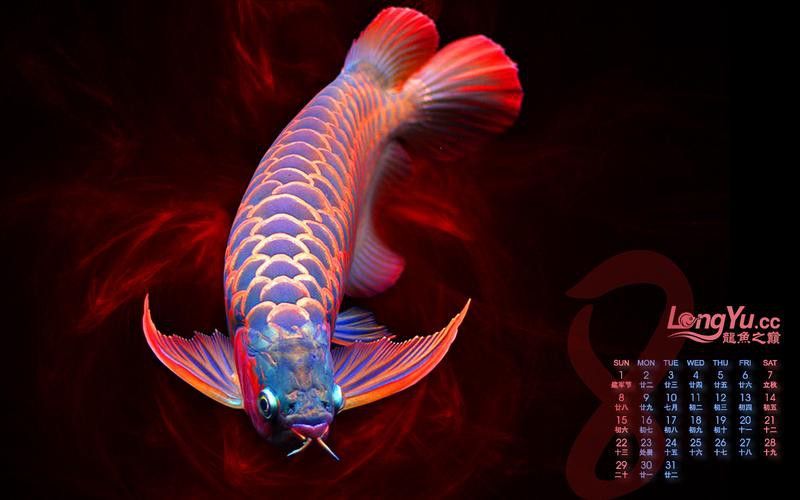 金龍魚背景圖片可愛高清