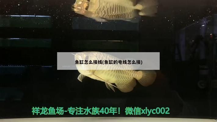 杭州金龍魚批發市場，杭州金龍魚批發市場相關信息