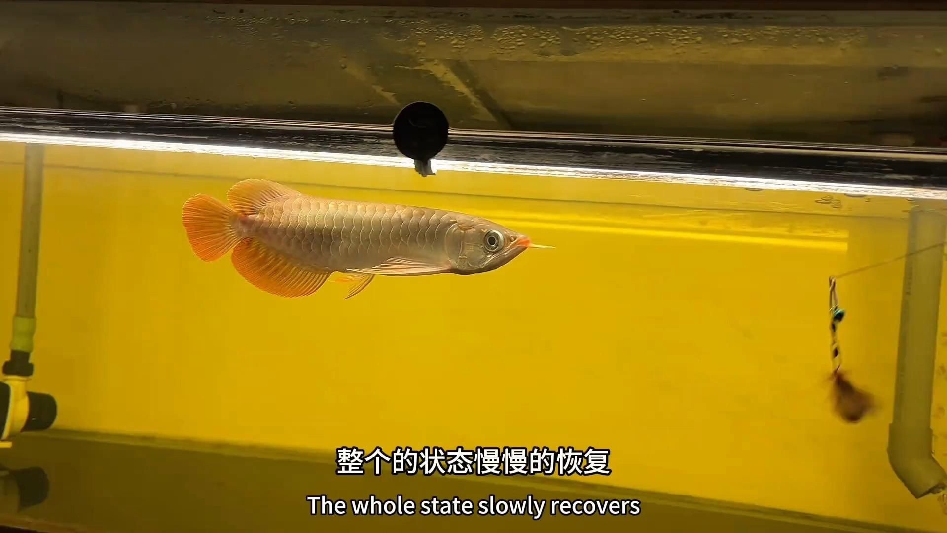 如何判斷龍魚(yú)是否恢復(fù)？