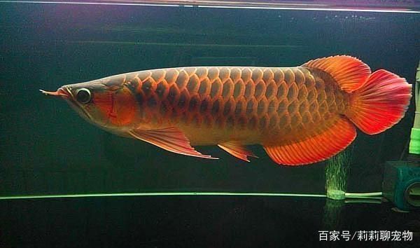 觀賞龍魚能養多大：觀賞龍魚的體型大小可以根據不同品種有所不同的品種有所不同