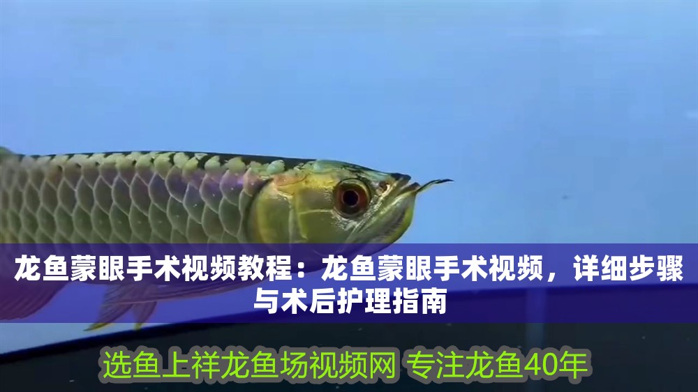 龍魚蒙眼手術視頻教程：龍魚蒙眼手術視頻，詳細步驟與術后護理指南