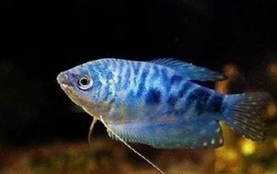 藍色的龍魚觀賞魚叫什么品種的：藍色的魚是什么品種的龍魚的特征