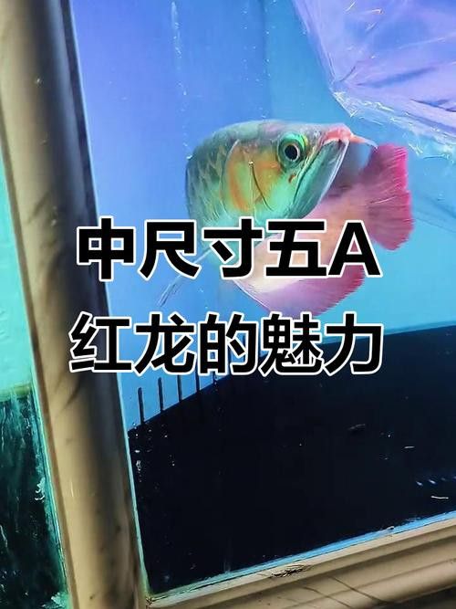 綠皮紅龍魚發色過程分析圖片高清 綠皮紅龍魚發色過程分析圖片高清 龍魚百科 第11張