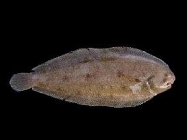 龍利魚和龍魚一樣嗎